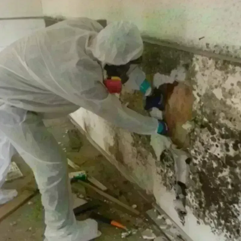 Mold Remediation and Removal in Fairview, UT